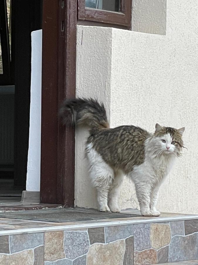 Casa Lupilor Transfagarasan Villa Căpăţîneni-Ungureni Buitenkant foto